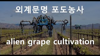 외계인의 특이한 포도밭. alien grape cultivation.