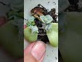 graptoveria lovely rose propagation