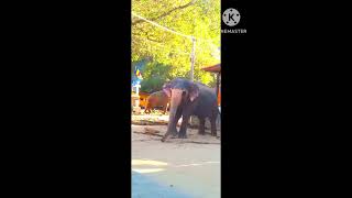 #elephant #dancing what do you think? යෞවනයේ දඟකාරයා සුදු (මහත්තයා ) නුවර පෙරහරට ඇවිත් කරපු දේ.