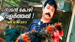 നാടൻ കോഴി വളർത്തൽ വീഡിയോ | poultry farming video malayalam  LOKAM MEDIA #Lokam_media_poultryfamvideo