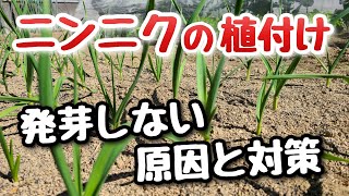 【ニンニクの植付】発芽しない時の対処法～植付直しの決断時期～