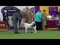 canaan dogs breed judging 2019