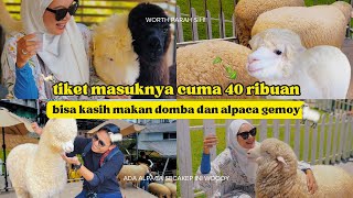 THE SHEEP SANCTUARY 🇲🇾🐑AND KEA FARM MARKET CAMERON HIGHLAND  | Pahang Vlog | dianafajar