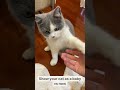 ［錢寶］貓咪小時候與現在 Show your cat as a baby vs now