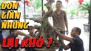 Nam Lê định hình, bố cục bước đầu cho cây sanh trực cho anh em Quảng Ninh | NamLe Bonsai