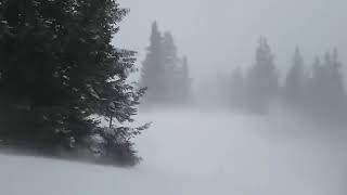 Tempestade de neve na floresta  Sons de uma nevasca e vento uivante para relaxar  Atmosfera de inver