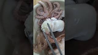 손수 알배기 생쭈꾸미를 정성껏 데쳐 드렸더니만...: Octopus alive in Korea