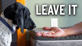 Teaching a Puppy to Ignore Ham? Watch What Happens
