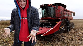 Her FIRST corn harvest. Vlog 366