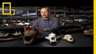 Bear Power | Prehistoric Predators