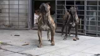 DOGO CANARIO URUGUAY ( PRESA CANARIO )