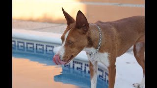 Los mejores lances con podenco Andaluz Nora