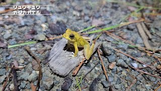 リュウキュウカジカガエルとチラッとオキナワシリケンイモリ(フィールド①)/2023.8.12