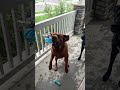 Beautiful red lab is learning how to catch.