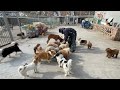 2025 1 31 xiaoxu s mountain life with dogs 今天给基地所有的狗狗加了20斤牛肉，狗狗们这几天吃肉吃鸡蛋吃太多了，没什么食欲了都。