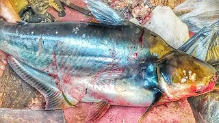 Amazing Pangasius Fish Cutting Skills In Fish Market | Mastering the Art of Pangasius Fish Cutting