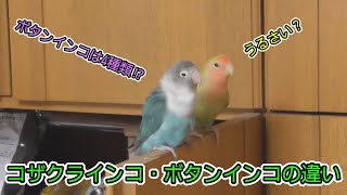 ボタンインコとコザクラインコの違い。