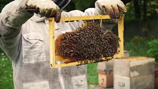 Focus on 5: My Bees Nest - Part 1