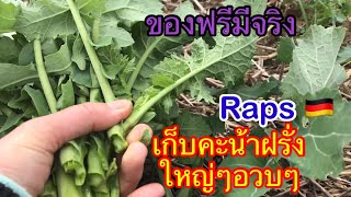 เก็บคะน้าฝรั่ง ผักป่าที่กินใด้ในเยอรมัน เก็บผักป่า ชีวิตคนไทยในเยอรมัน