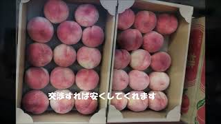 もも　長野に桃を買いに行く