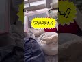 内緒で飲んだのにバレちゃった　 shorts かわいい 子犬