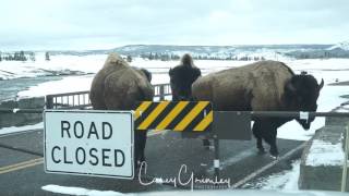 Buffalo Jump