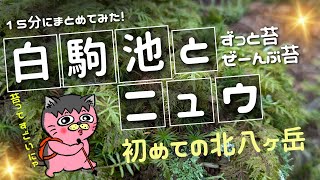 『白駒池とニュウ』日本三大苔聖地の北八ヶ岳に行ってきました。予想以上のコケ丸たちに大満足の一日でした。思い出動画を15分にまとめてみました。よかったら見てみてにゃ