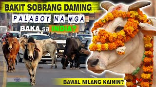 Bakit Napakaraming Palaboy Na Baka Sa India? - 5 Million Cows