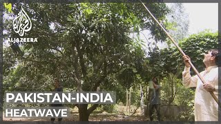 India-Pakistan heatwave: Mango production to fall by 50 percent
