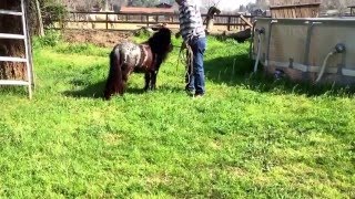 Miniature horse, mare, color blue roan, will be 2 years old in May 2016. Video of her in action.