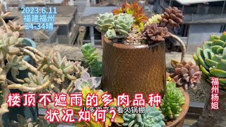 福州杨姐：新手朋友度夏最担心哪些多肉可以淋雨？杨姐带大家看看楼顶露养区｜养多肉