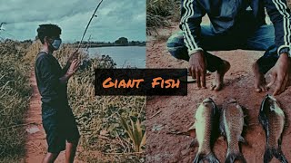 Giant Fishes Caught | Riverside Fishing | Kerala