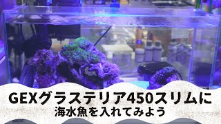 【GEX一番人気45cm水槽】グラステリア450スリム を使ってサンゴや海水魚を飼ってみましょう。初心者の方でも簡単に失敗しないで飼育できる海水魚とサンゴ選びを完全解説