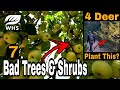 7 Bad Tree Plantings For Deer - & SHRUBS!