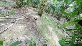 belom nak dibagi rezeki sobat2...ayam hutan garang dah.#pikatayamhutan