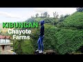 Chayote Farms of Kibungan Benguet | How to grow Chayote