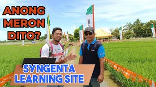 SYNGENTA LEARNING SITE Common Practice vs Syngenta Technology | Alika | Virtako | Sofit | Chief