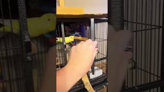 Letting my parakeets out of their cage! 🦜💖 #parakeet #budgie