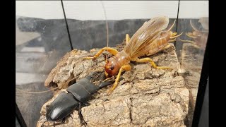 【国産クワガタ】リオック vs ツシマヒラタクワガタ Sia ferox VS Stag beetle【インドネシアの悪霊】