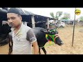 जयपुर हटवारा पशु मंडी ii मुर्रा नस्ल हरियाणा ॥ jaipur hatwara cattle market ii jaipur rajasthan