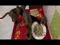 អាហារសុខភាពកូនឆ្មា food cat meat longestdayoftheyear cooking streetfood smartcats catlifes