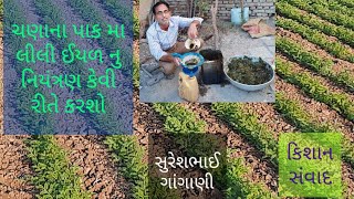 ચણાના પાક મા લીલી ઈયળ નુ નિયંત્રણ કેવી રીતે કરશો?