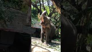 funny elephant#giving salute🐘🐘🐘@Guruvayur,aanakotta🐘🐘🐘🐘#video try not to be laugh😁😁😍