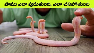 🔵 పాము ఎలా పుడుతుంది , ఎలా చనిపోతుంది | life cycle of snake | snake life cycle in telugu | facts