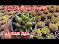 신상 명품 실생창 3천원 택배합니다 주문주세요 010 8453 5338