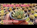 신상 명품 실생창 3천원 택배합니다 주문주세요 010 8453 5338