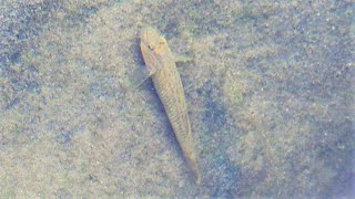 1101002 Goby （Rhinogobius candidianus）is an endemic species in Taiwan.