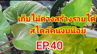 เก็บไม้ด่างสร้างรายได้สไตล์คนงบน้อย EP.40