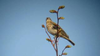 Tree.Pipit.MVI_0225.MOV