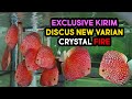 EXCLUSIVE KIRIM IKAN DISCUS CRYSTAL FIRE | MAIN IKAN CHANNEL | MIC | DISCUS FISH